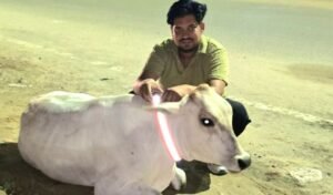 cow_image_2